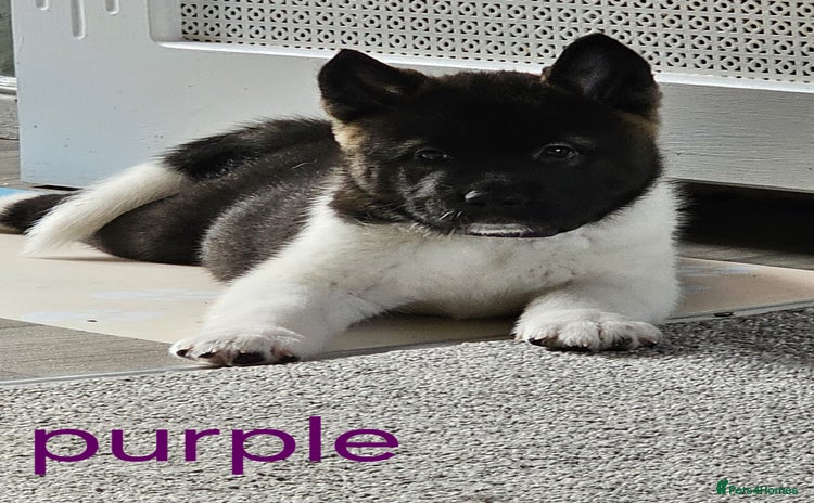 Akita dogs - Advert 1