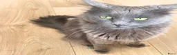Maine Coon cats for sale: Smoke Maincoon Female  in Saint Leonards-on-sea - Advert 1