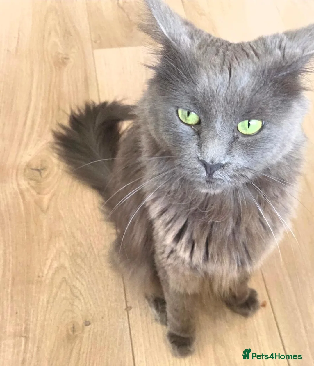 Maine Coon cats for sale: Smoke Maincoon Female  in Saint Leonards-on-sea - Advert 1