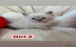 Ragdoll cats for sale: Stunning litter of ragdoll kittens  - Advert 17