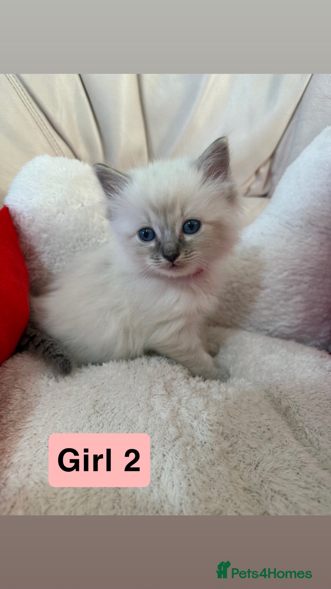 Ragdoll cats for sale: Stunning litter of ragdoll kittens  - Advert 17
