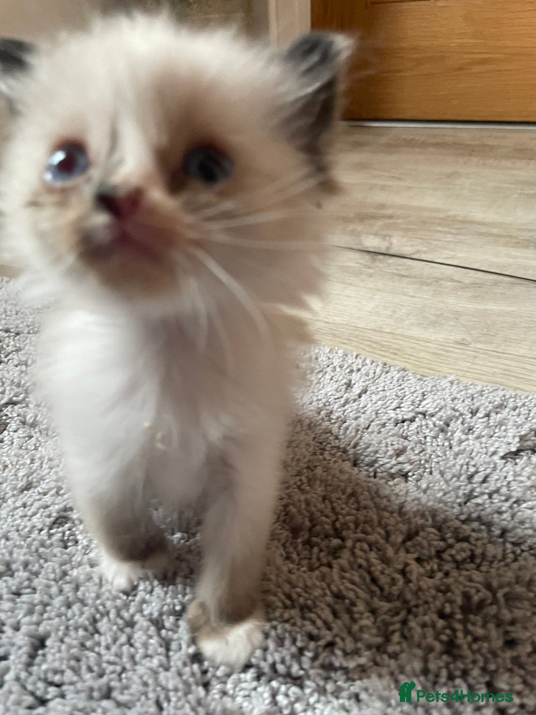 Ragdoll cats for sale: 4 gccf registered ragdolls  - Image 10