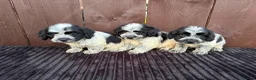 Cockapoo dogs for sale: cockapoos F1 puppy’s 6 available - Advert 12