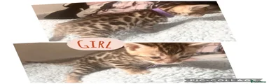 Bengal Kitten 3