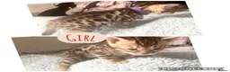 Bengal cats for sale: 3 beautiful kits - Advert 4