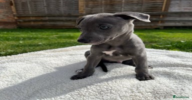 Whippet dogs - Advert 6