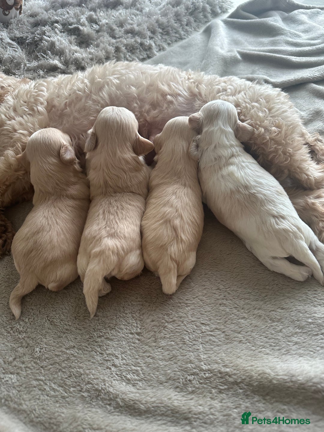 Maltipoo dogs for sale: Maltipoo puppies  - Advert 2