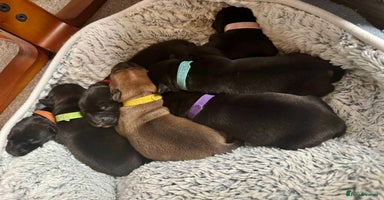 Staffordshire Bull Terrier dogs - Advert 2