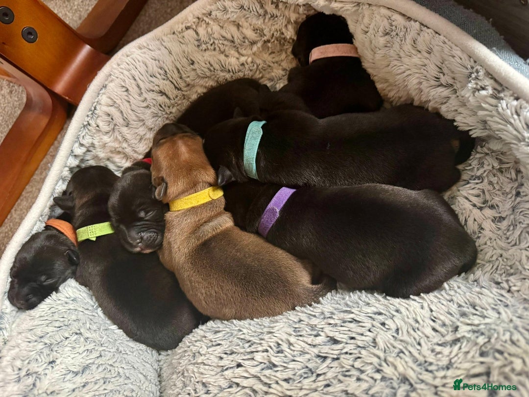 Staffordshire Bull Terrier dogs for sale: Pedigree Staffordshire Bull Terrier Puppies - Image 2