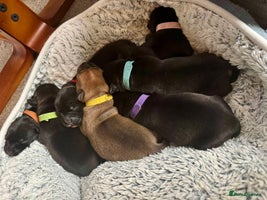 Staffordshire Bull Terrier dogs - Advert 1