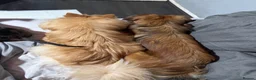 Pomeranian dogs for sale: Fox faced Pomeranian and son for rehoming - Advert 3