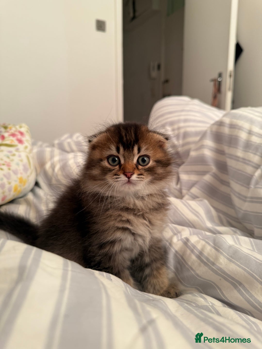 British Shorthair cats for sale: British short hair and Scottish fold  - Image 9