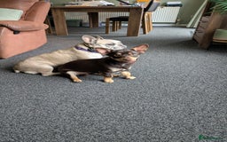 Mixed Breed dogs for sale: Puppy looking for forever home - Image 3
