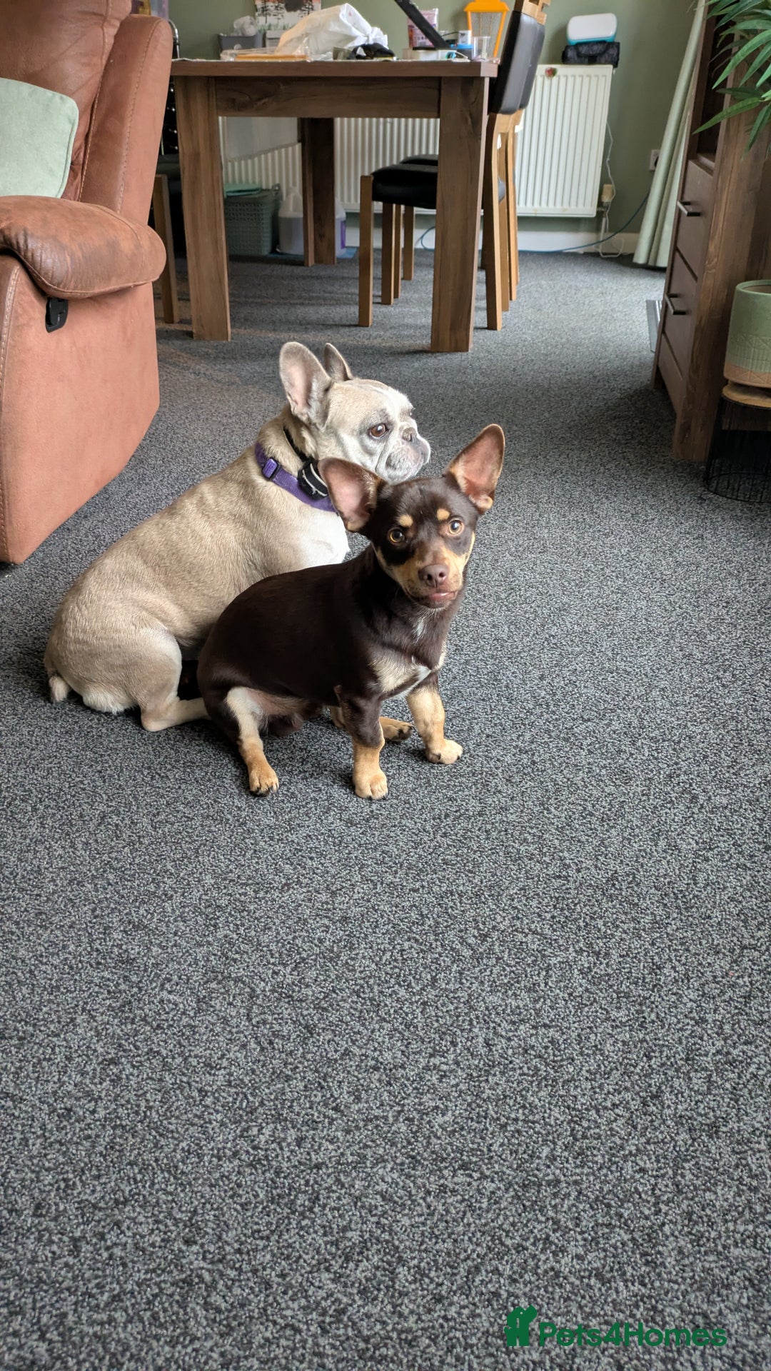 Mixed Breed dogs for sale: Puppy looking for forever home - Image 3