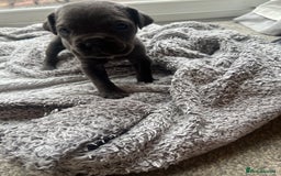 Cane Corso dogs for sale: Cane corsos puppies  - Advert 24