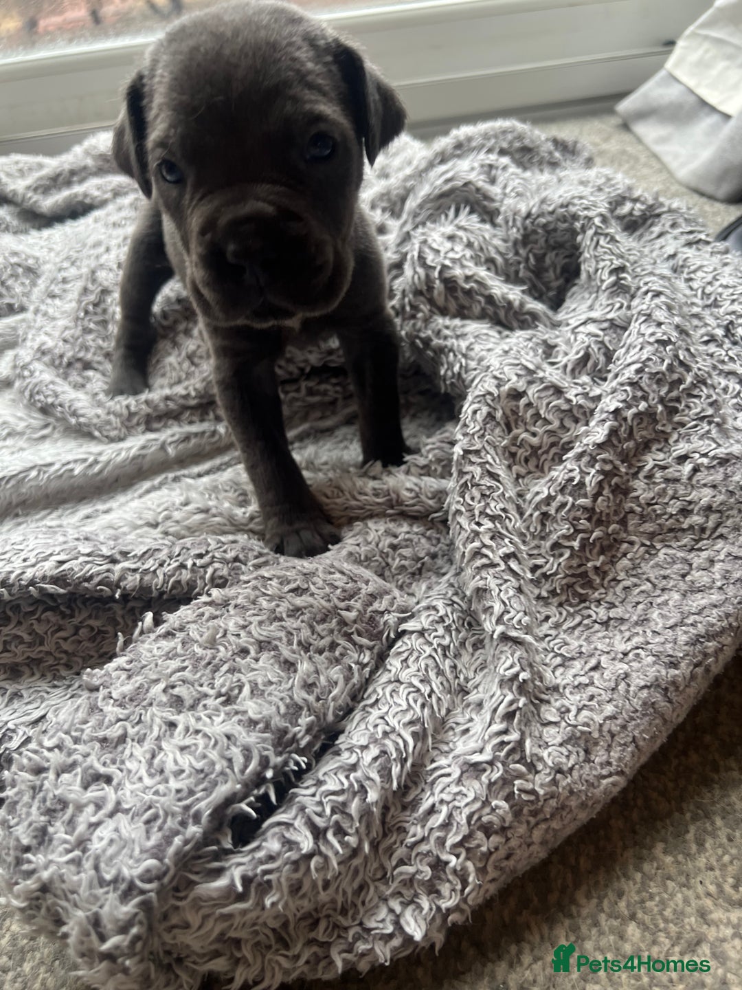 Cane Corso dogs for sale: Cane corsos puppies  - Advert 24