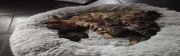Bengal cats for sale: Bengal kittens 4 Girls  - Advert 6