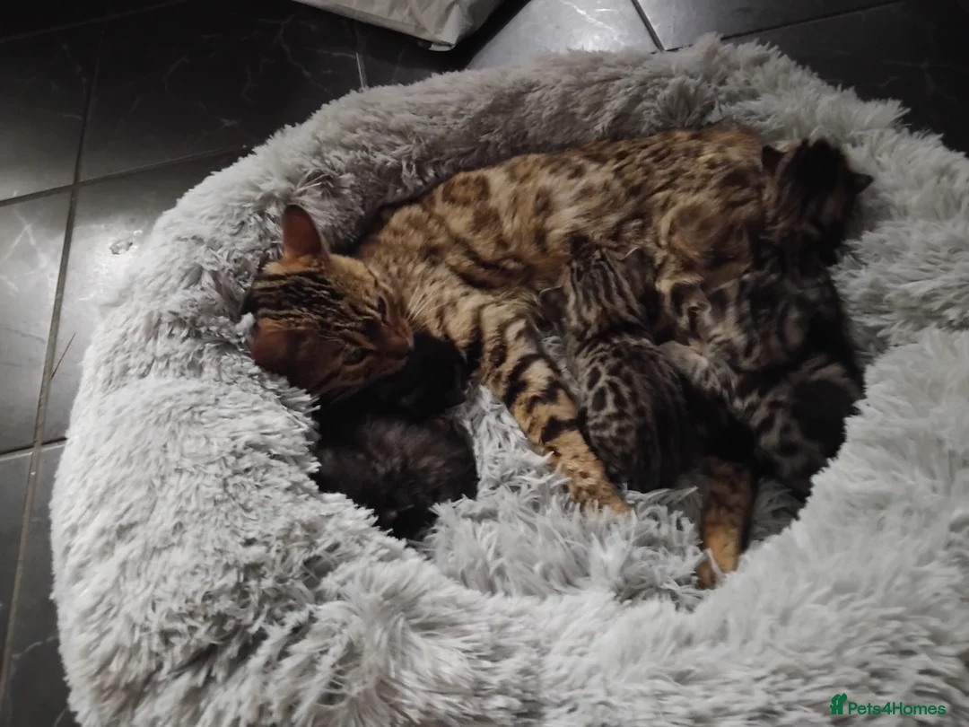 Bengal cats for sale: Bengal kittens 4 Girls  - Advert 6