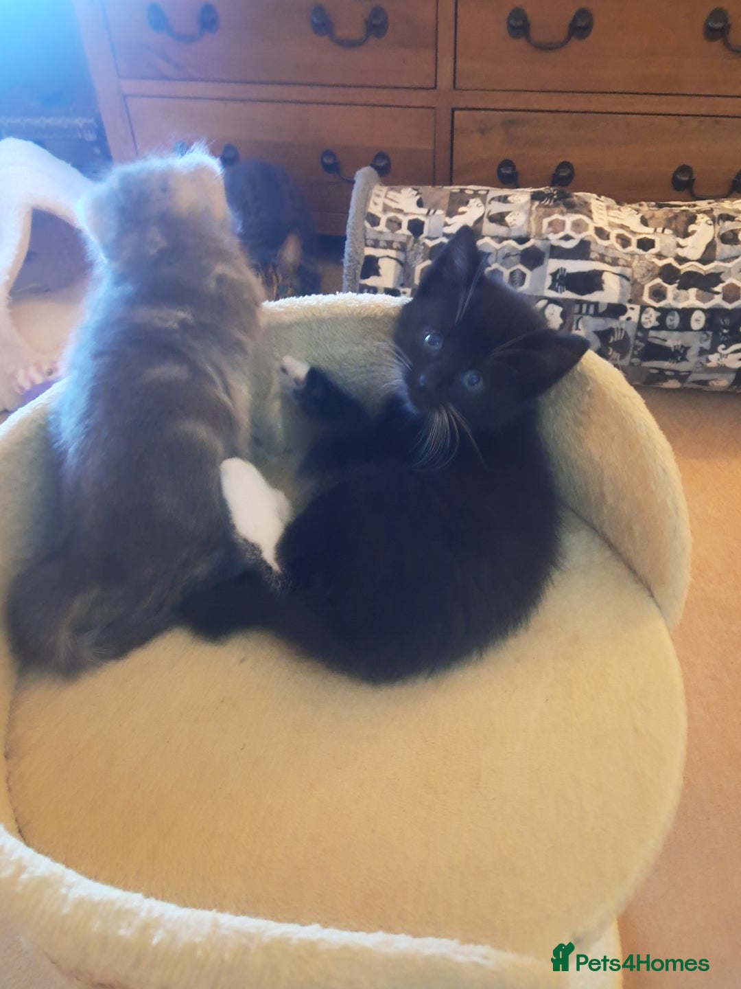 Mixed Breed cats for sale: 3 BEAUTIFUL KITTENS 😸 AVAILABLE  - Advert 8