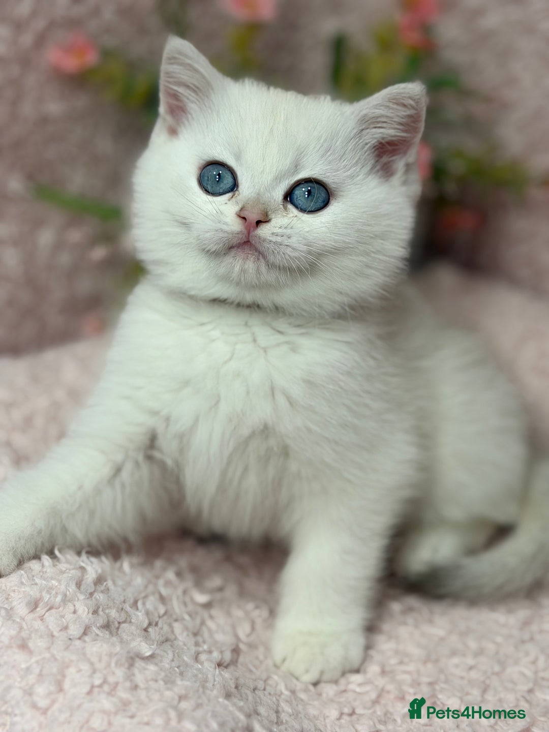 British Shorthair cats for sale: British shh golden, silver  GCCF kittens  - Advert 3