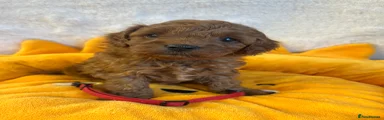 Cavapoo Puppy 1
