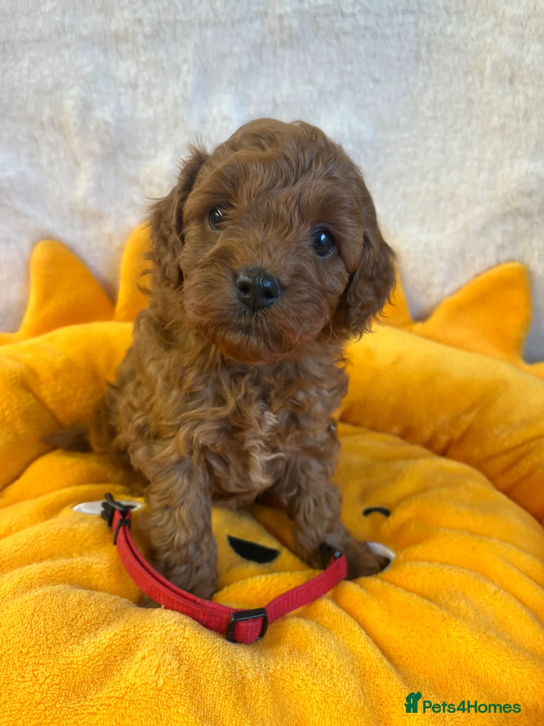 Cavapoo dogs for sale: 5 * Licensed/Home breeder F1b Cavapoo Males - Advert 2