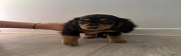 Dachshund dogs for sale: Dachshund Pups looking for their forever homes in Northampton - Advert 1