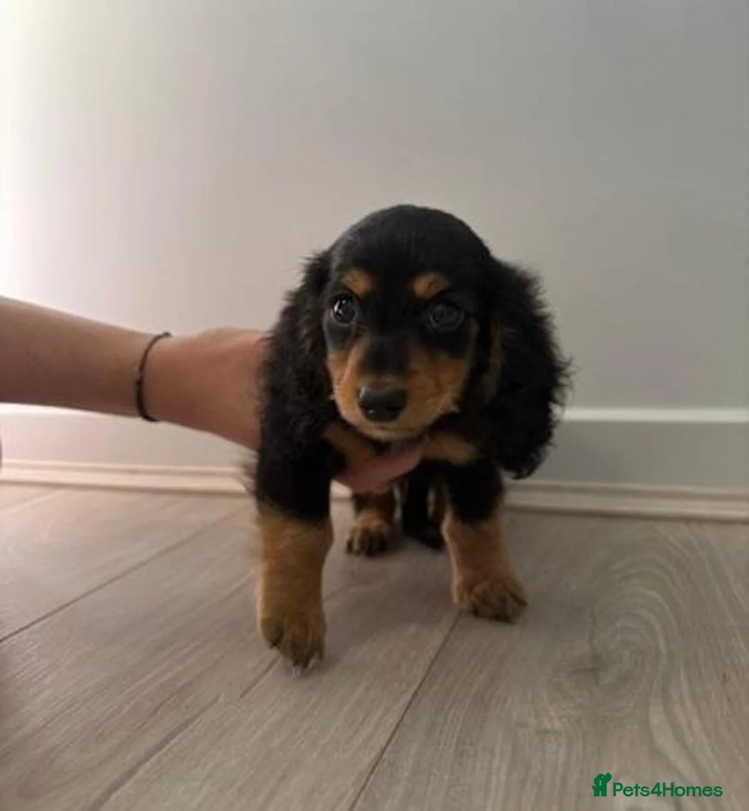 Dachshund dogs for sale: Dachshund Pups looking for their forever homes in Northampton - Advert 1