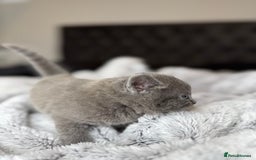 British Shorthair cats for sale: Our beautiful cute shorthair blue kittens - Image 25