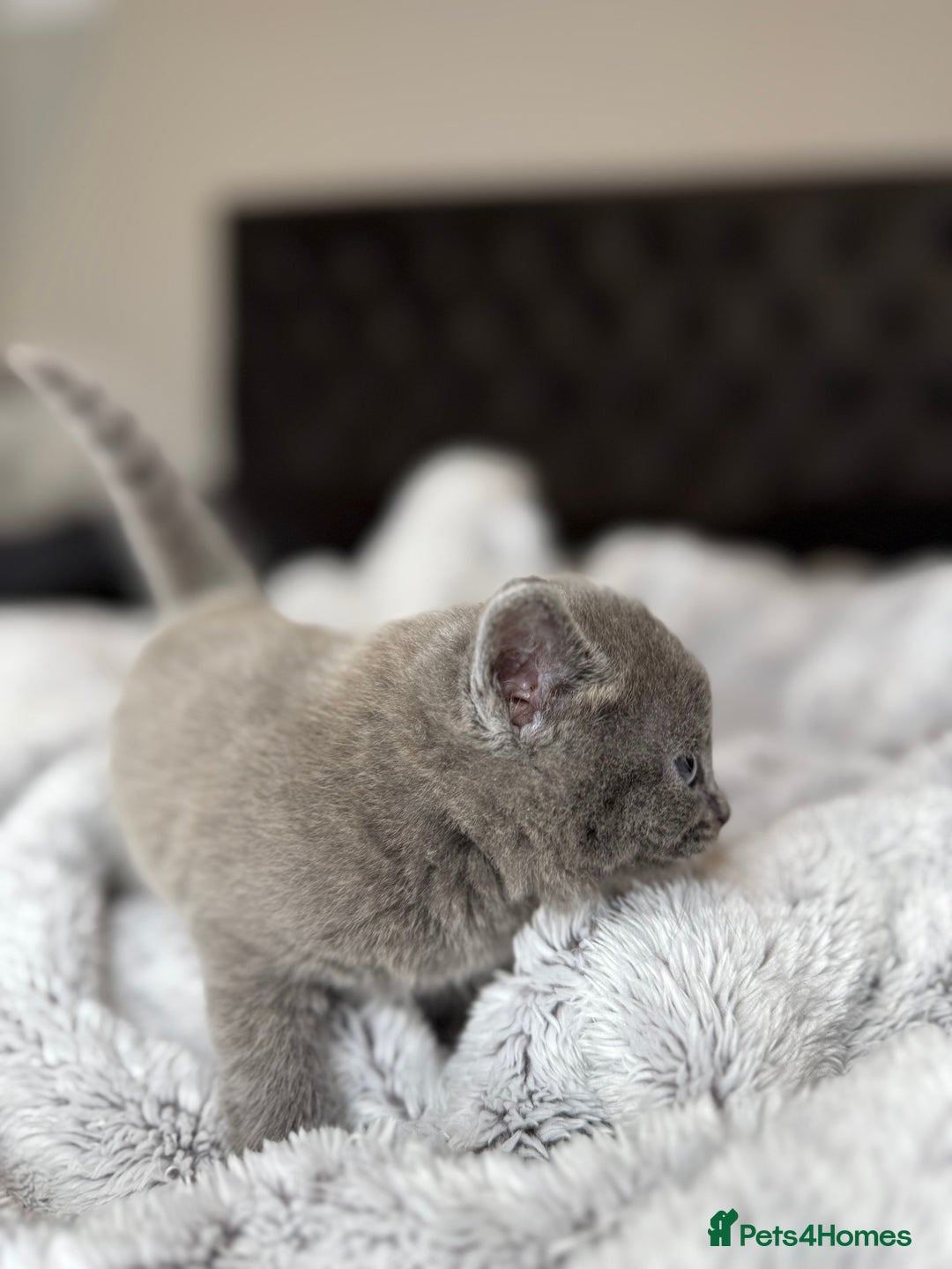 British Shorthair cats for sale: Our beautiful cute shorthair blue kittens - Image 25