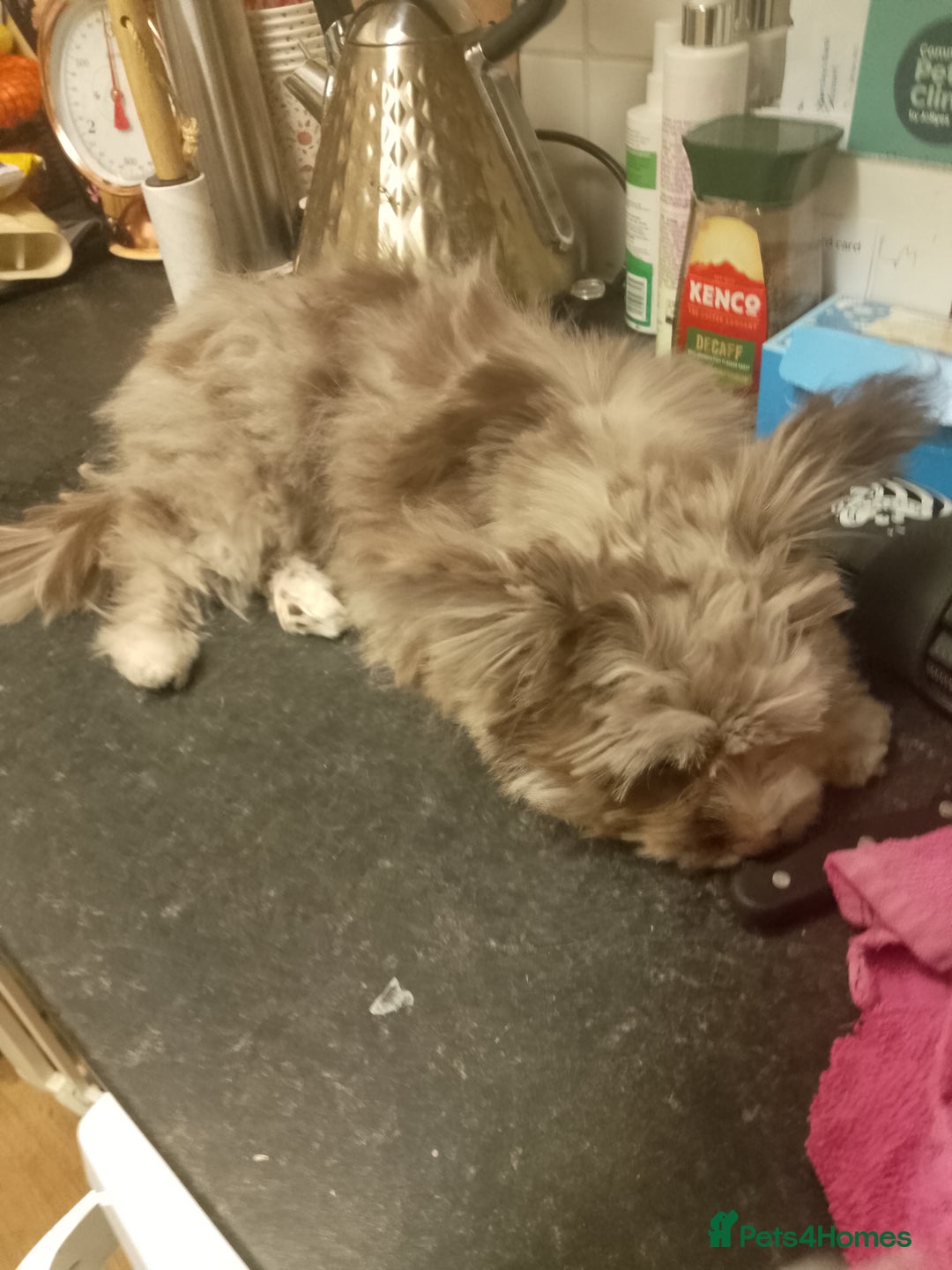 Mixed Breed dogs for sale: Gorgeous yorkiepoo x pomeranian puppy - Advert 4