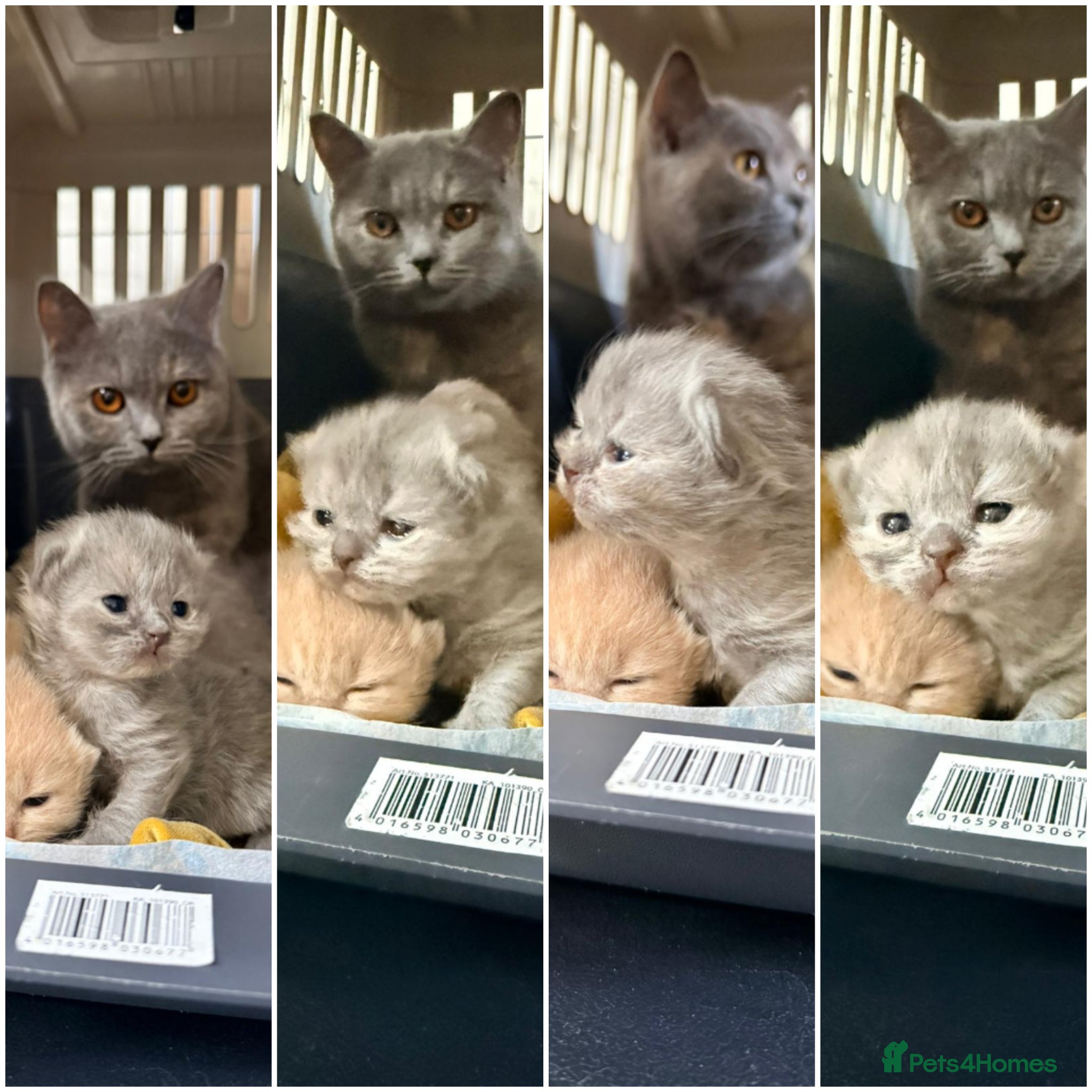 British Shorthair cats Stunning BSH/BLH Kittens for Sale  - Advert 1