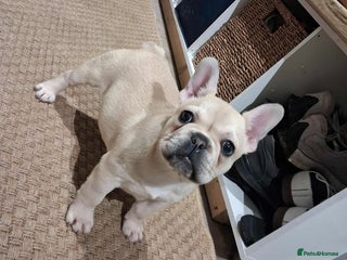 French Bulldog dogs for sale: 2 beautiful French bulldog puppies - Advert 1