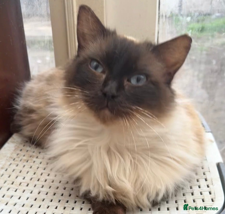 Ragdoll cats GCCF Active Ragdoll Queen - Advert 12