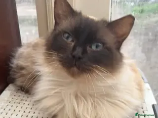 Ragdoll cats GCCF Active Ragdoll Queen - Advert 12