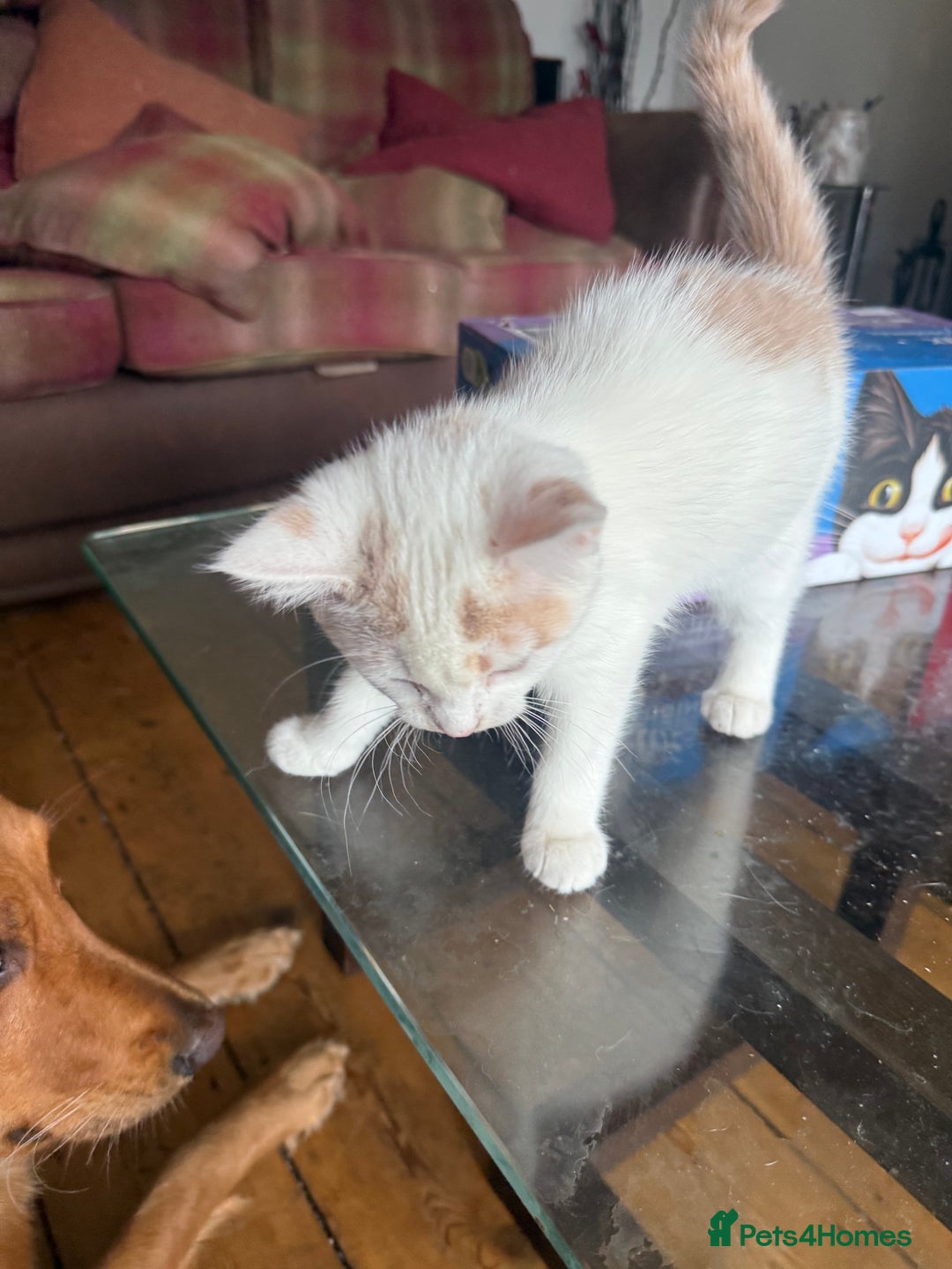 Domestic Shorthair cats for sale: 3 Adorable Ginger and White Kittens - Advert 10