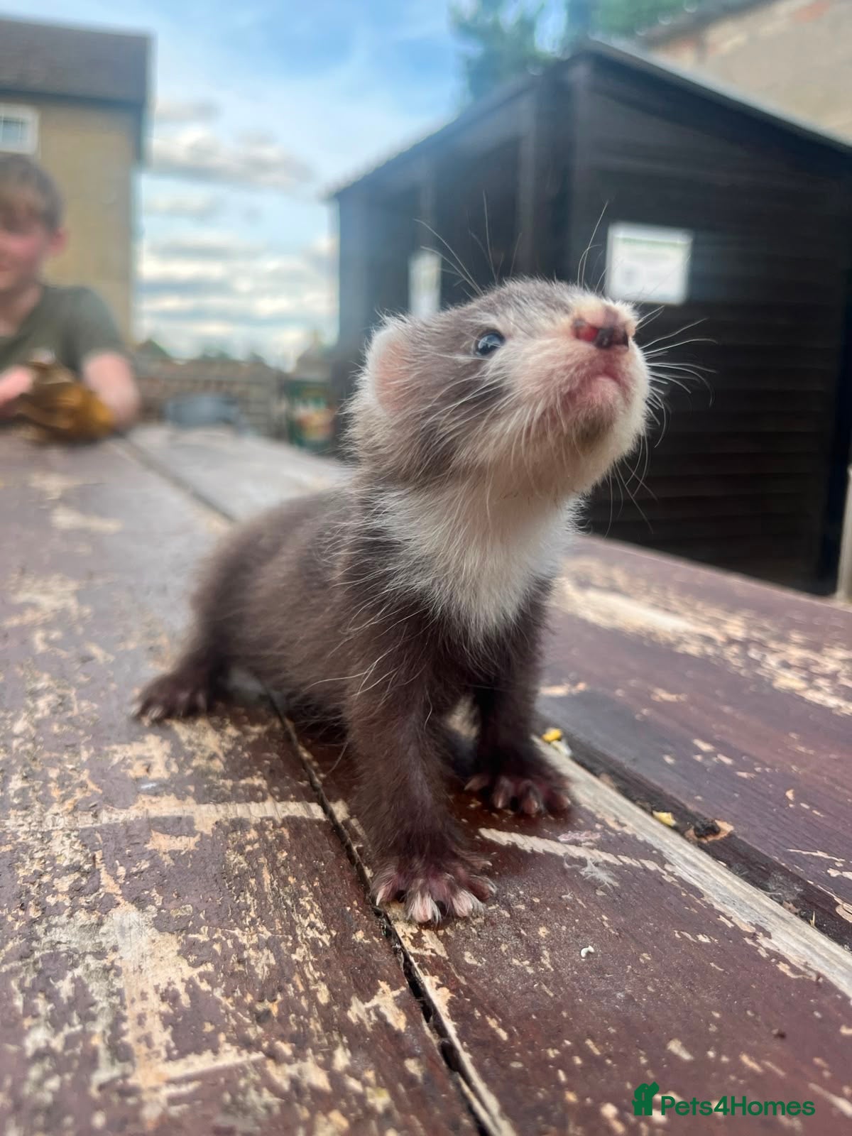 Ferret rodents 8 Beautiful Angora Cross Baby Polecats - Advert 1