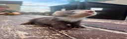 Ferret rodents for sale: 8 Beautiful Angora Cross Baby Polecats - Advert 1