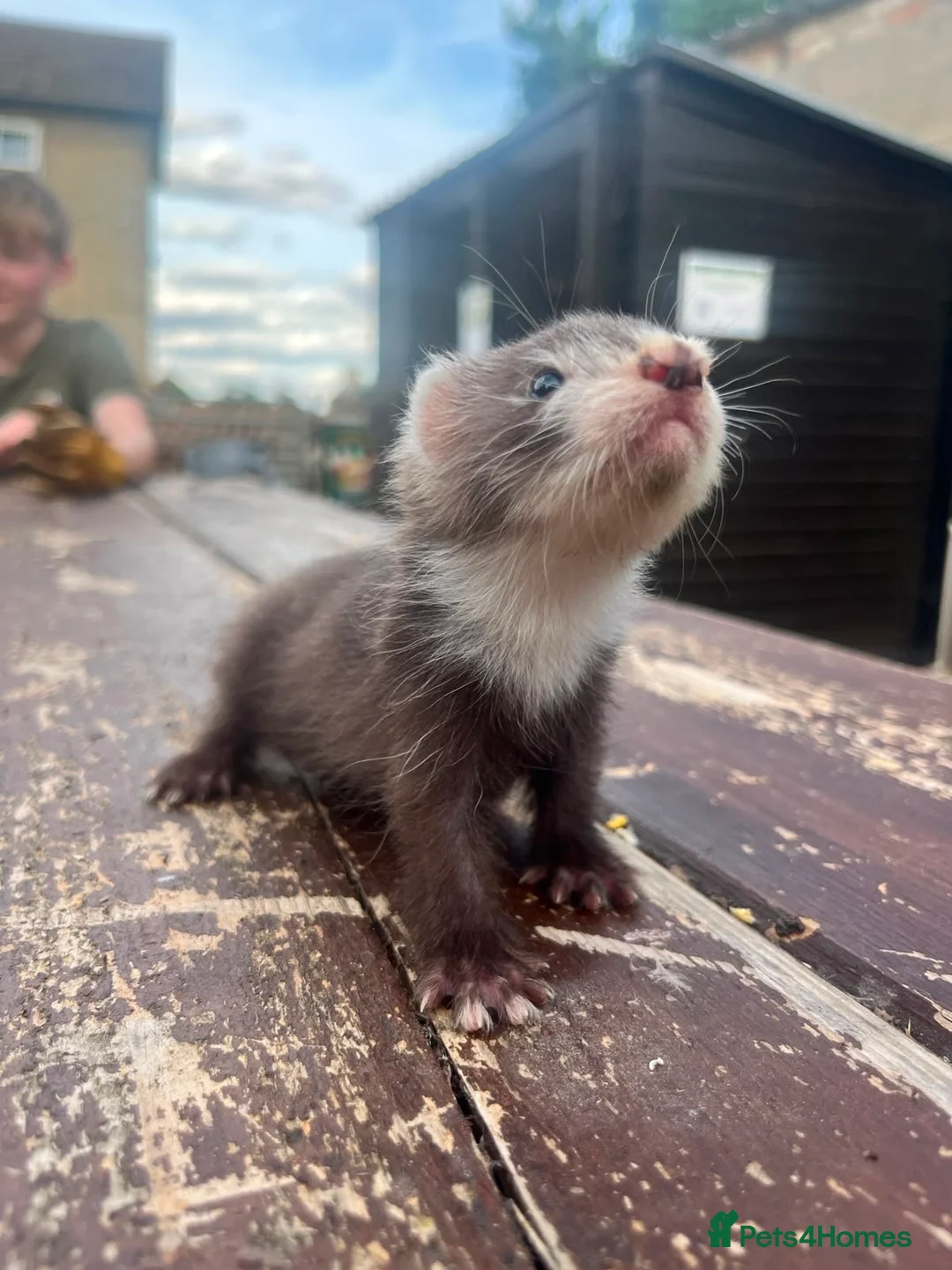 Ferret rodents for sale: 8 Beautiful Angora Cross Baby Polecats - Advert 1