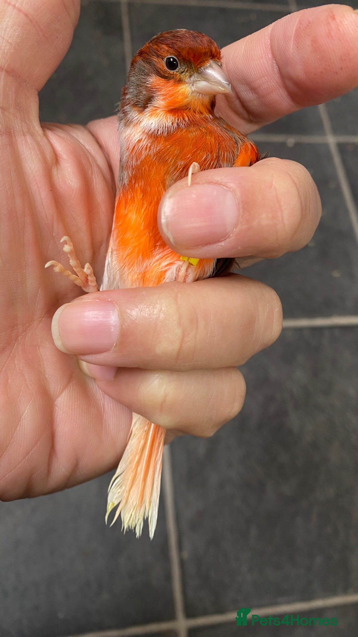 Finches birds x2 male harlequins very fit birds - Advert 4