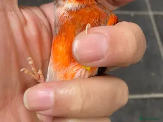 Finches birds x2 male harlequins very fit birds - Advert 4