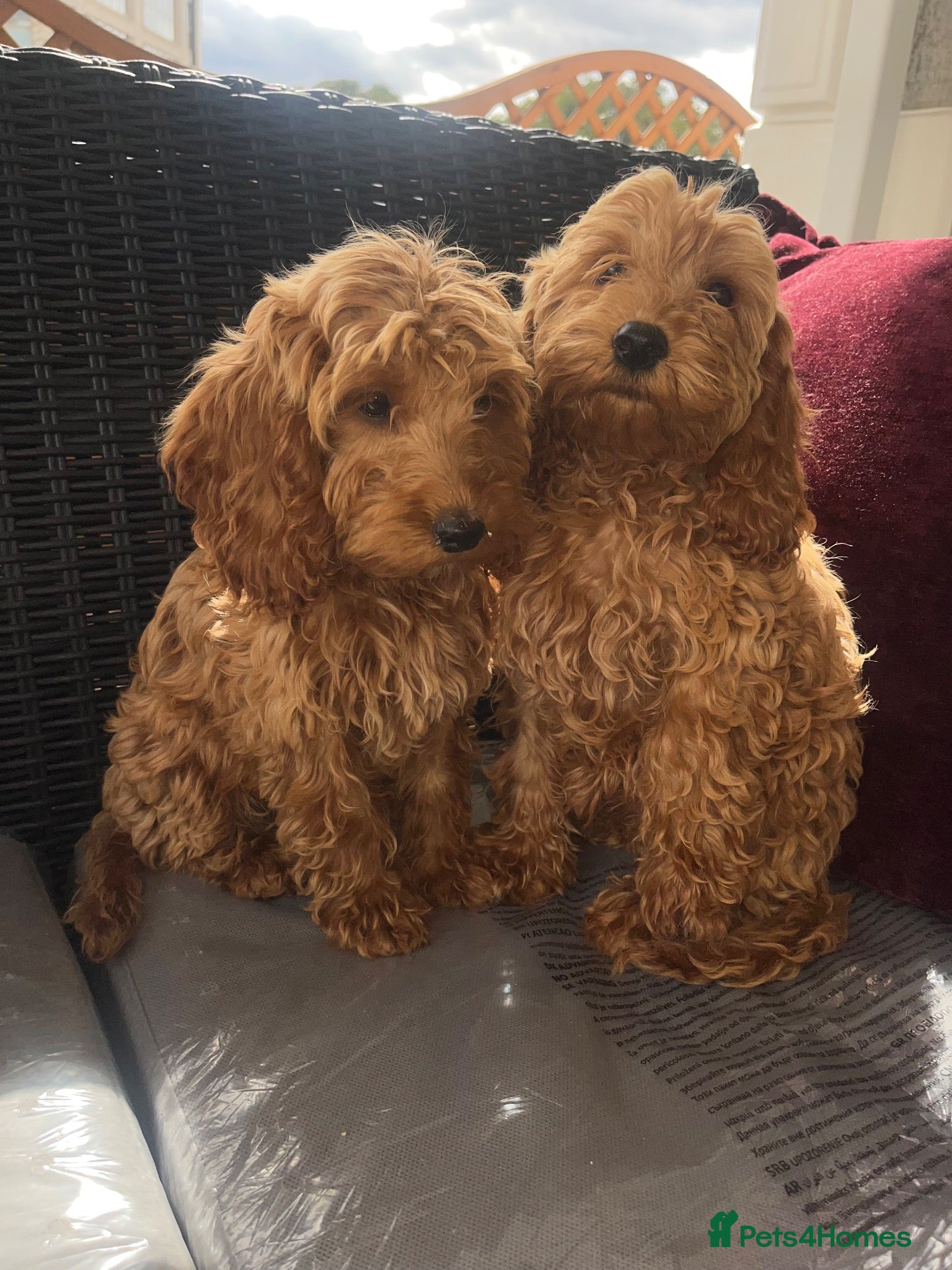 Cockapoo dogs Cockapoo puppies for sale  - Advert 1