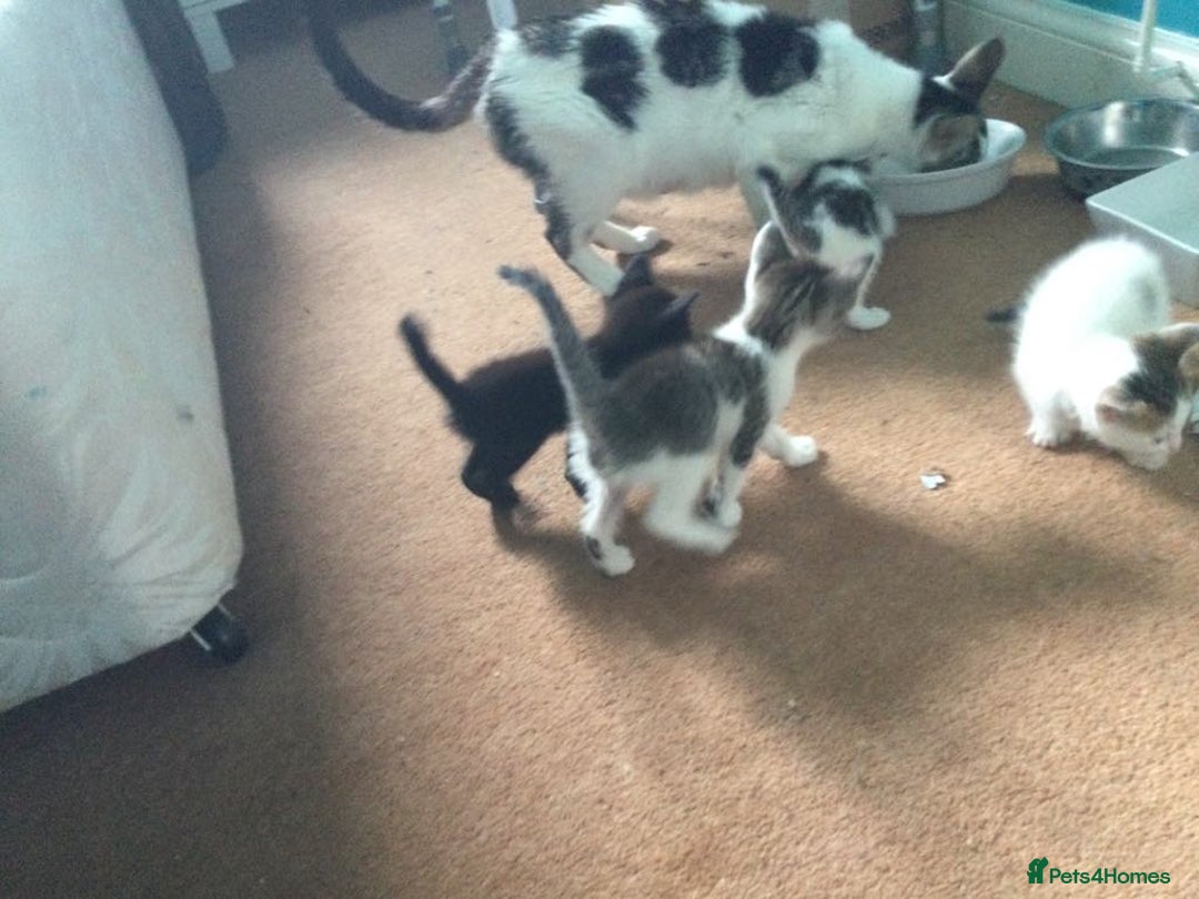 Mixed Breed cats for sale: Very frendly kittens - Image 9