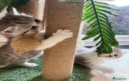 British Longhair cats for sale: Scottish Straights Longhair and Shorthair - Image 4