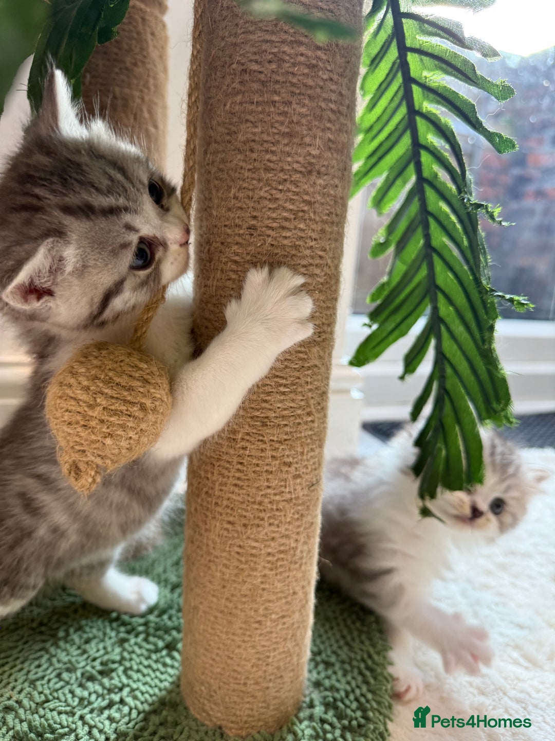 British Longhair cats for sale: Scottish Straights Longhair and Shorthair - Image 4