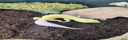 Leopard Gecko reptiles for sale: Stunning high-yellow and leucistic girls - Advert 6