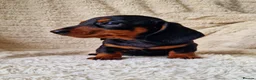 Miniature Dachshund dogs for sale: Champion UK & RUSSIAN Mini Smooth Dachshund  - Advert 8