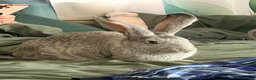 Continental Giant rabbits for sale: Continental giant rabbit - Advert 2