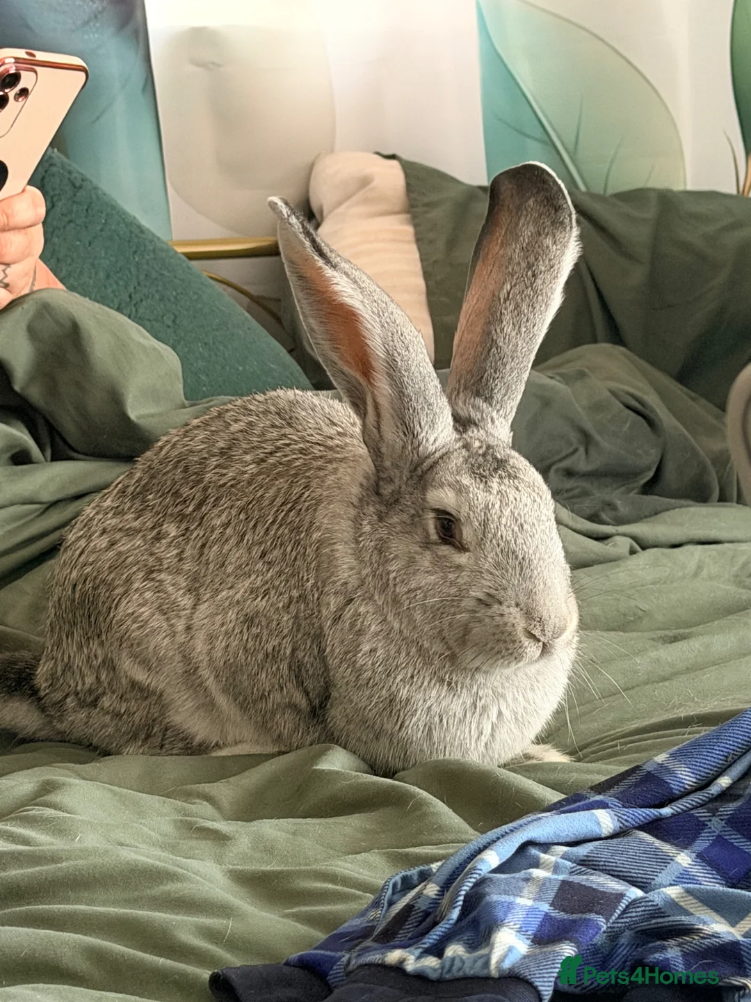 Continental Giant rabbits for sale: Continental giant rabbit - Advert 2