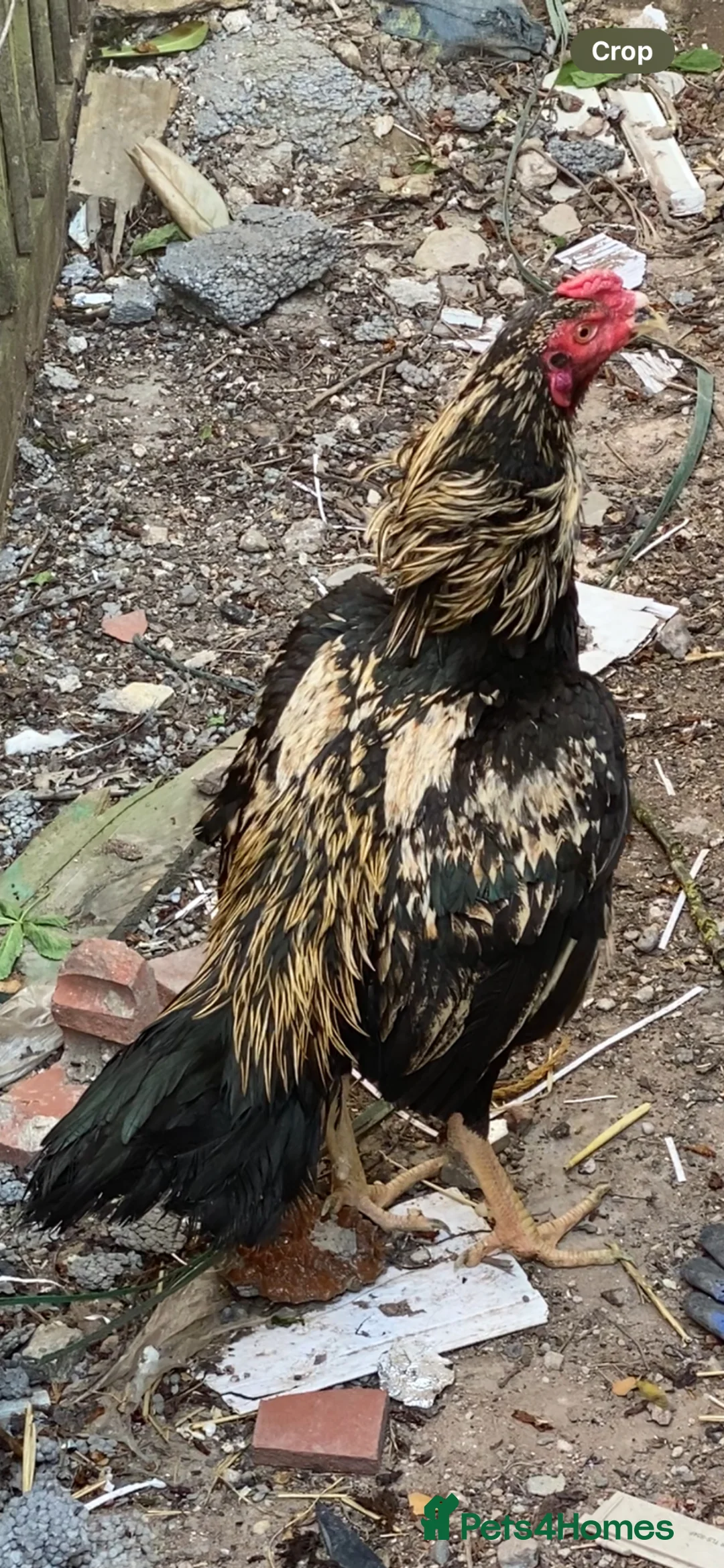 Chickens poultry for sale: Pure aseel stag - Advert 2